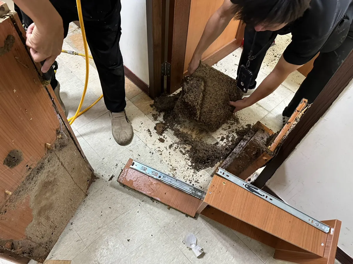 技師拆開抽屜櫃取出白蟻巢