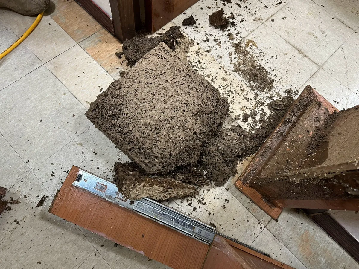 從抽屜櫃底部拆出的整塊白蟻巢