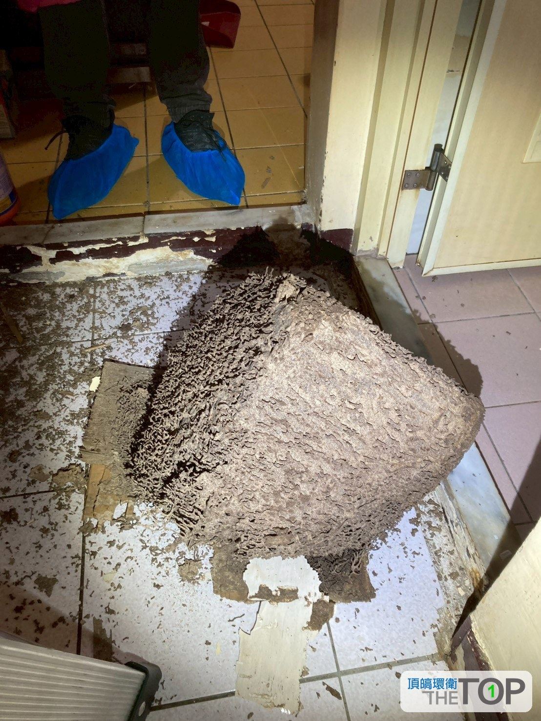 室內地板門口浮現出大型白蟻巢