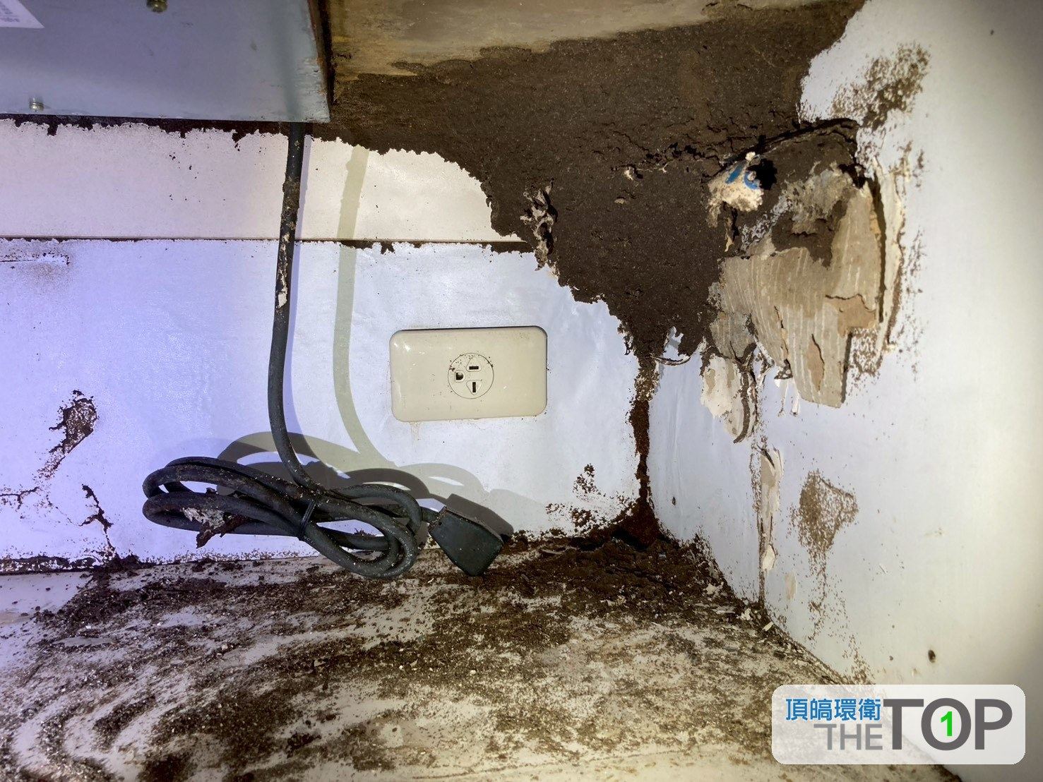 插座旁牆面與木作均被白蟻蛀蝕