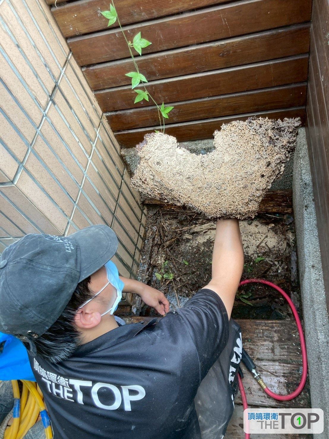 技術人員在戶外簷下拆下大型白蟻巢