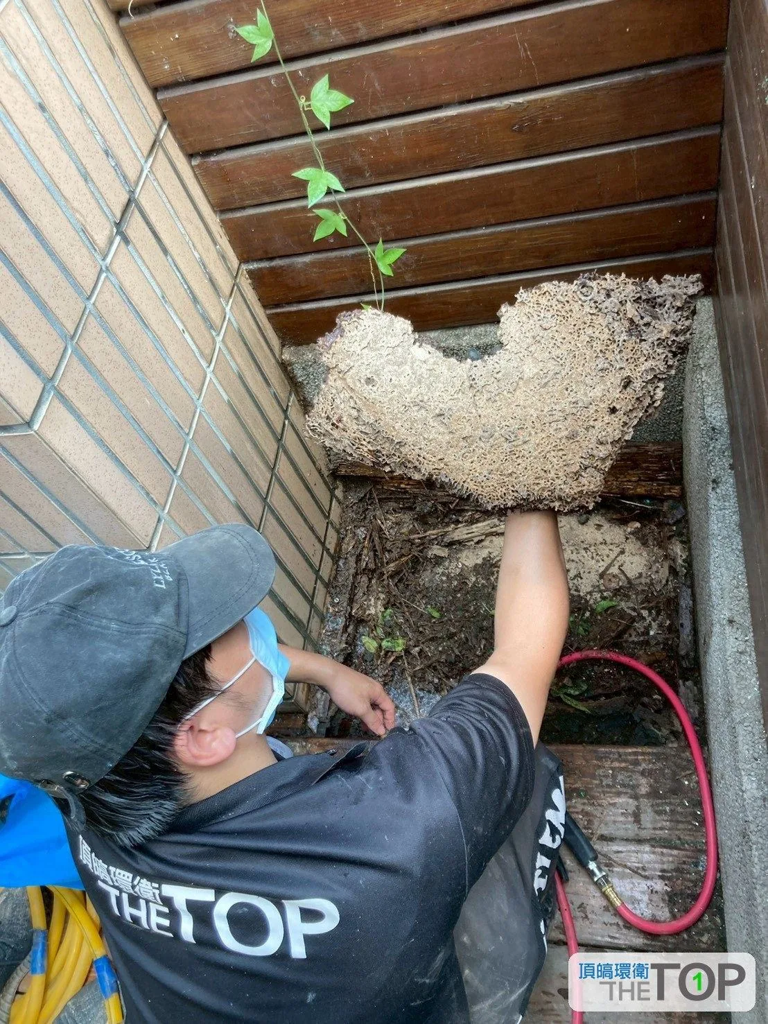 技術人員在戶外簷下拆下大型白蟻巢