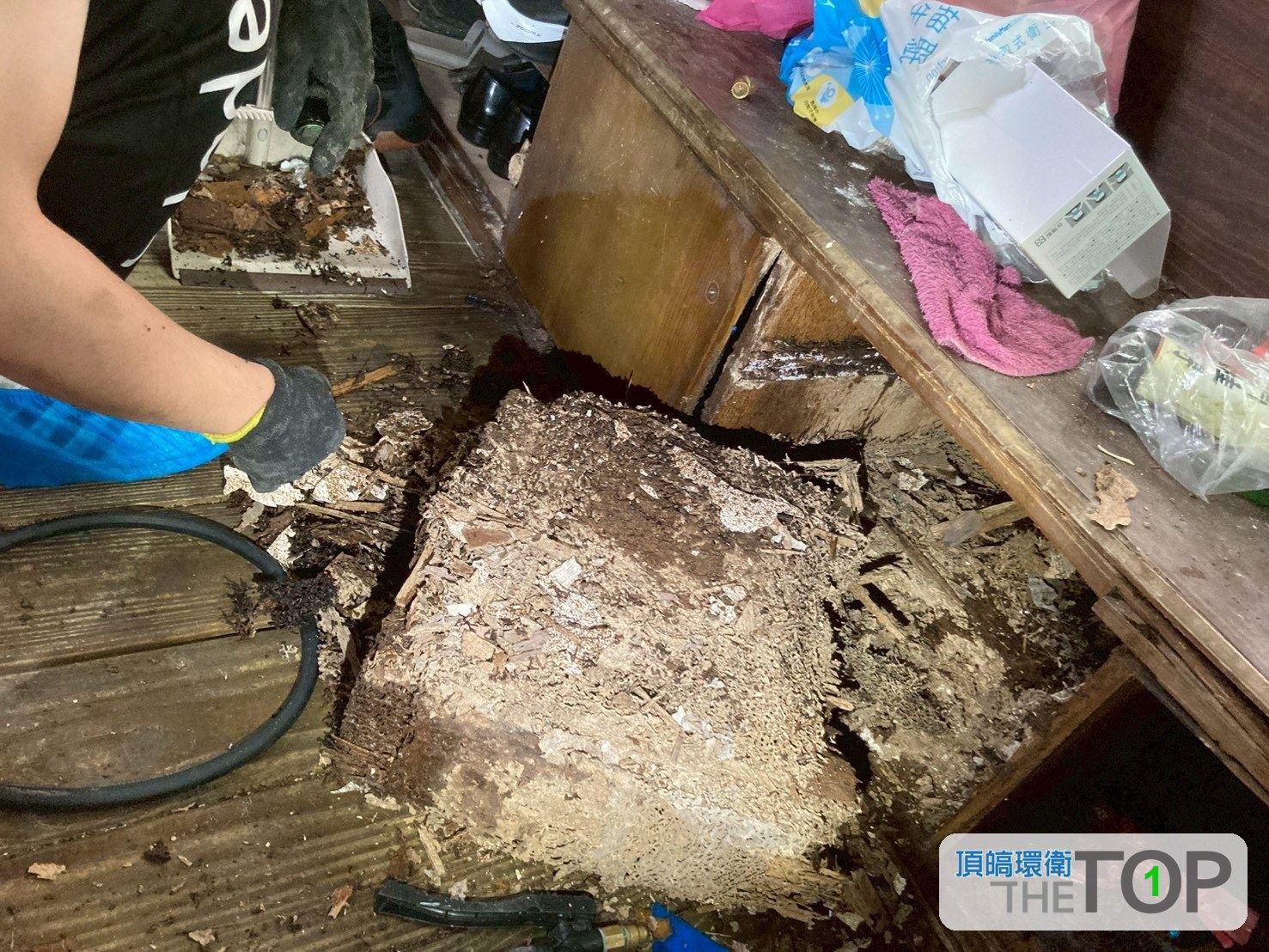 木地板下方藏有白蟻巢與蛀蝕碎片