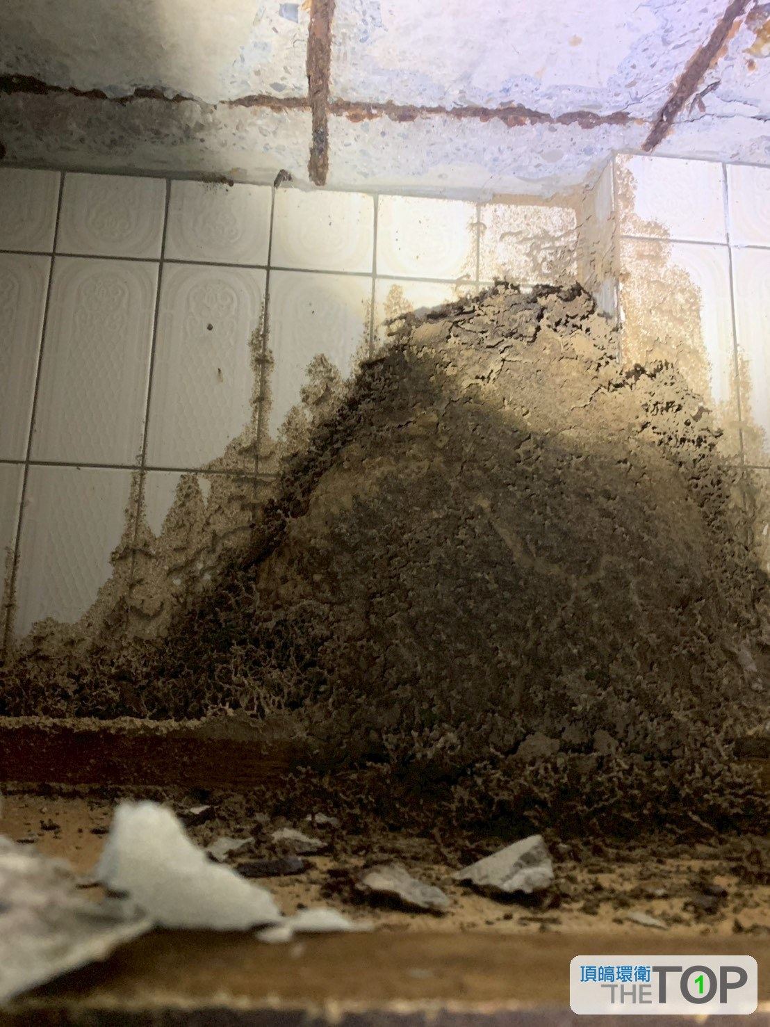 浴室角落瓷磚牆與地板交角的大型白蟻巢