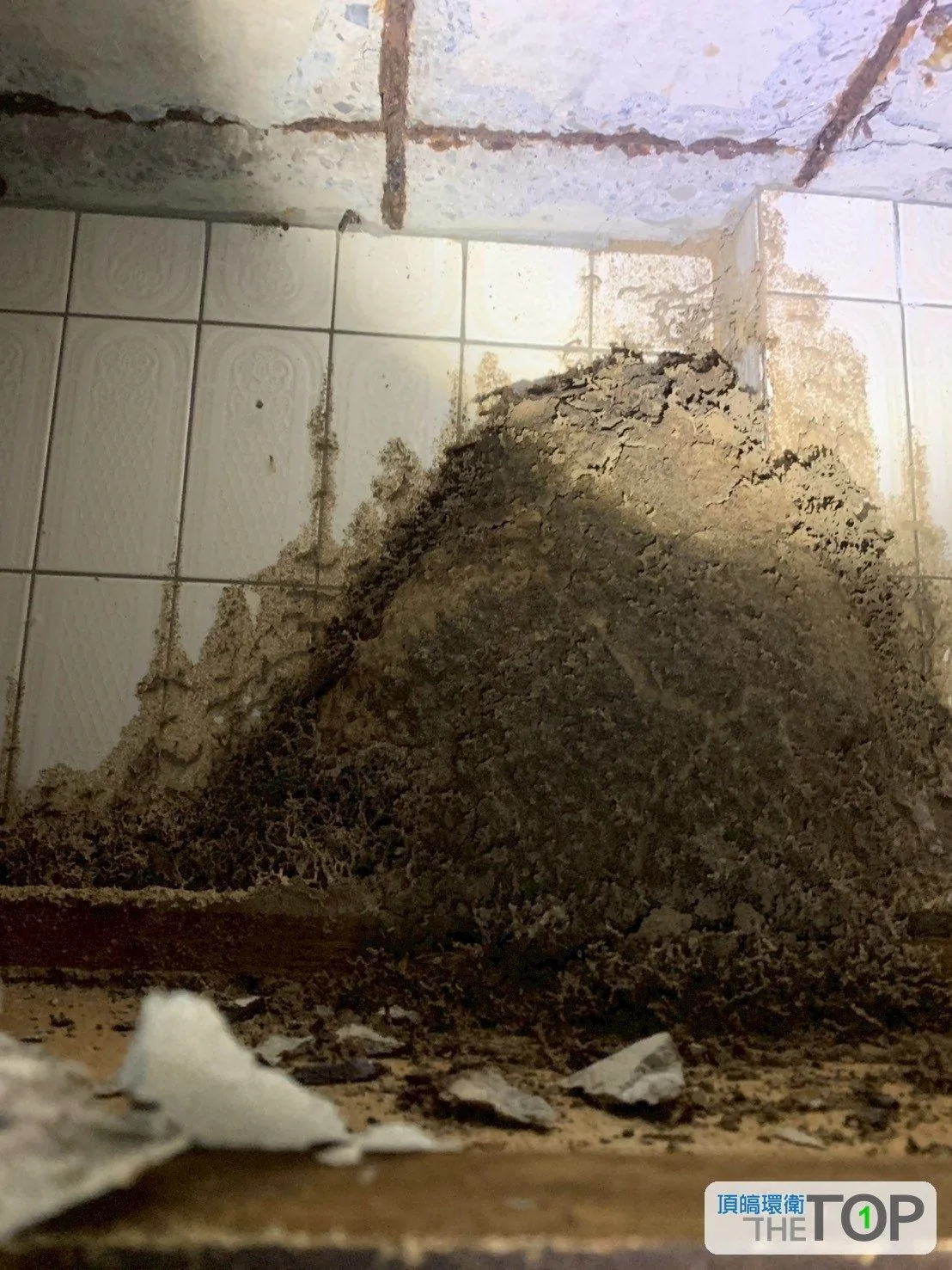 浴室角落瓷磚牆與地板交角的大型白蟻巢