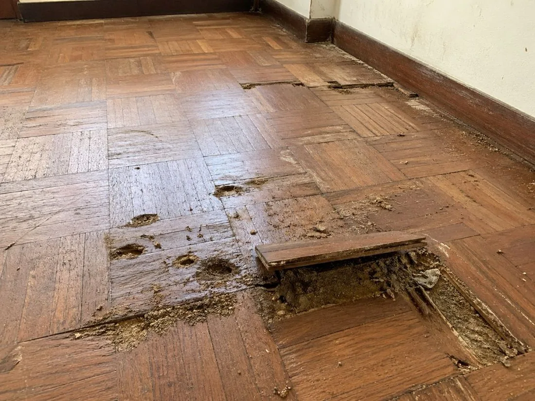 另一處住家木地板蛀蝕案例